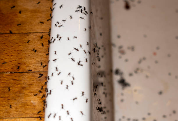 Best Insect Control  in Lexington, NC